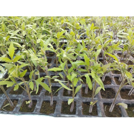 Plantas de Tomate Pera