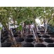 Cultivo de Tomate Rosa