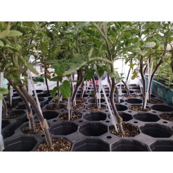 Cultivo de Tomate Rosa