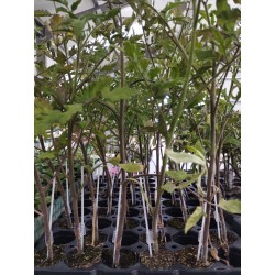 Plantas de Tomate Híbrido