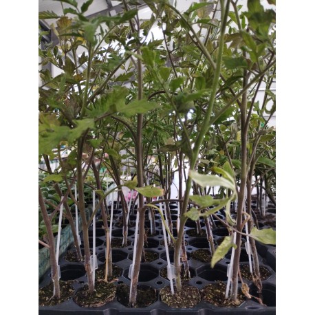 Plantas de Tomate Híbrido