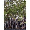 Planta de Tomate Híbrido Optima Injertado
