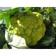 Cultivo de Coliflor