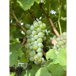 Parra uva blanca Sauvignon blanc