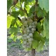 Parra uva blanca Verdejo