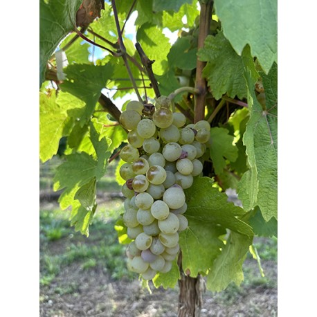 Parra uva blanca Verdejo