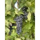 Parra uva tinta Tempranillo