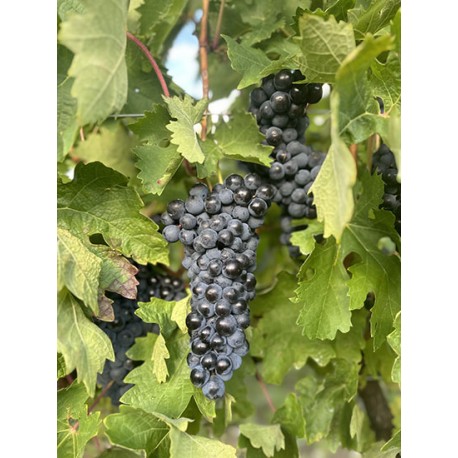 Parra uva tinta Tempranillo